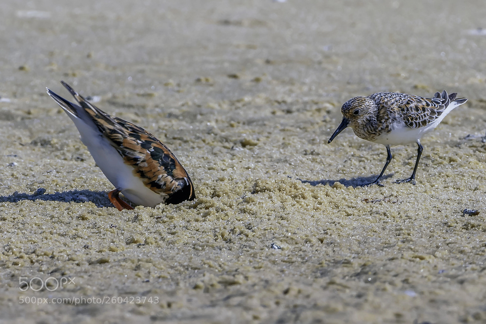Nikon D810 sample photo. Ruddy turnstone and least photography