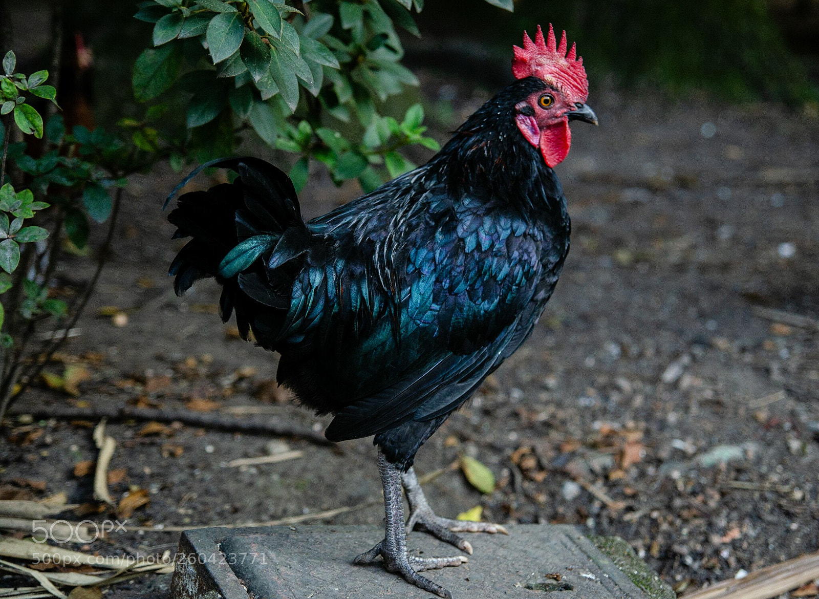 Nikon D7000 sample photo. Black cock photography