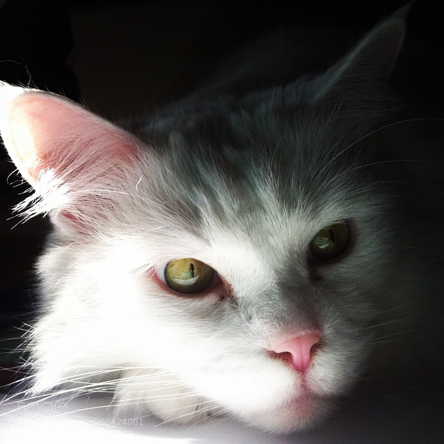 Apple iPhone 4 sample photo. Bianco photography