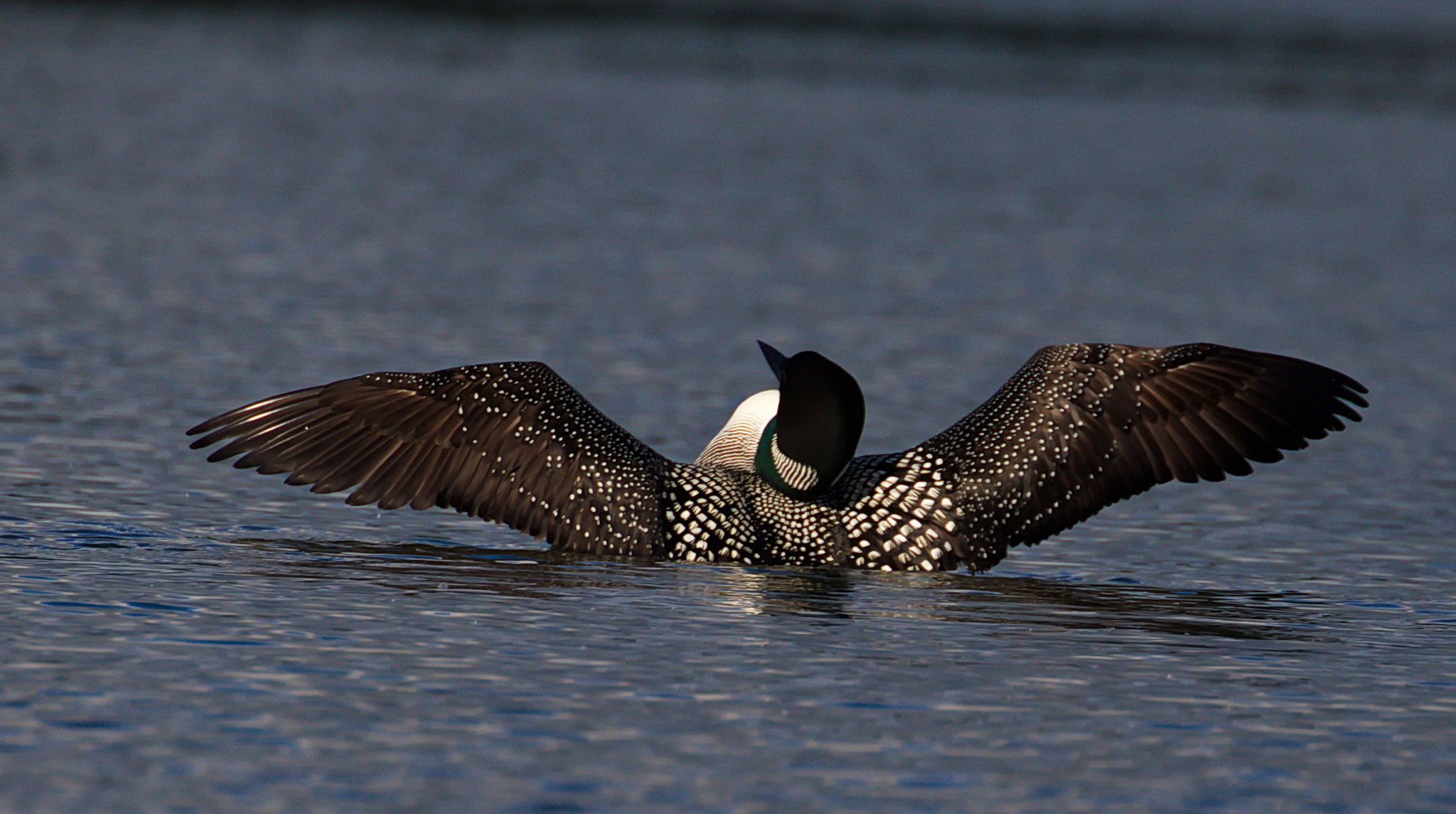 Canon EF 100-400mm F4.5-5.6L IS II USM sample photo. Loon dance photography