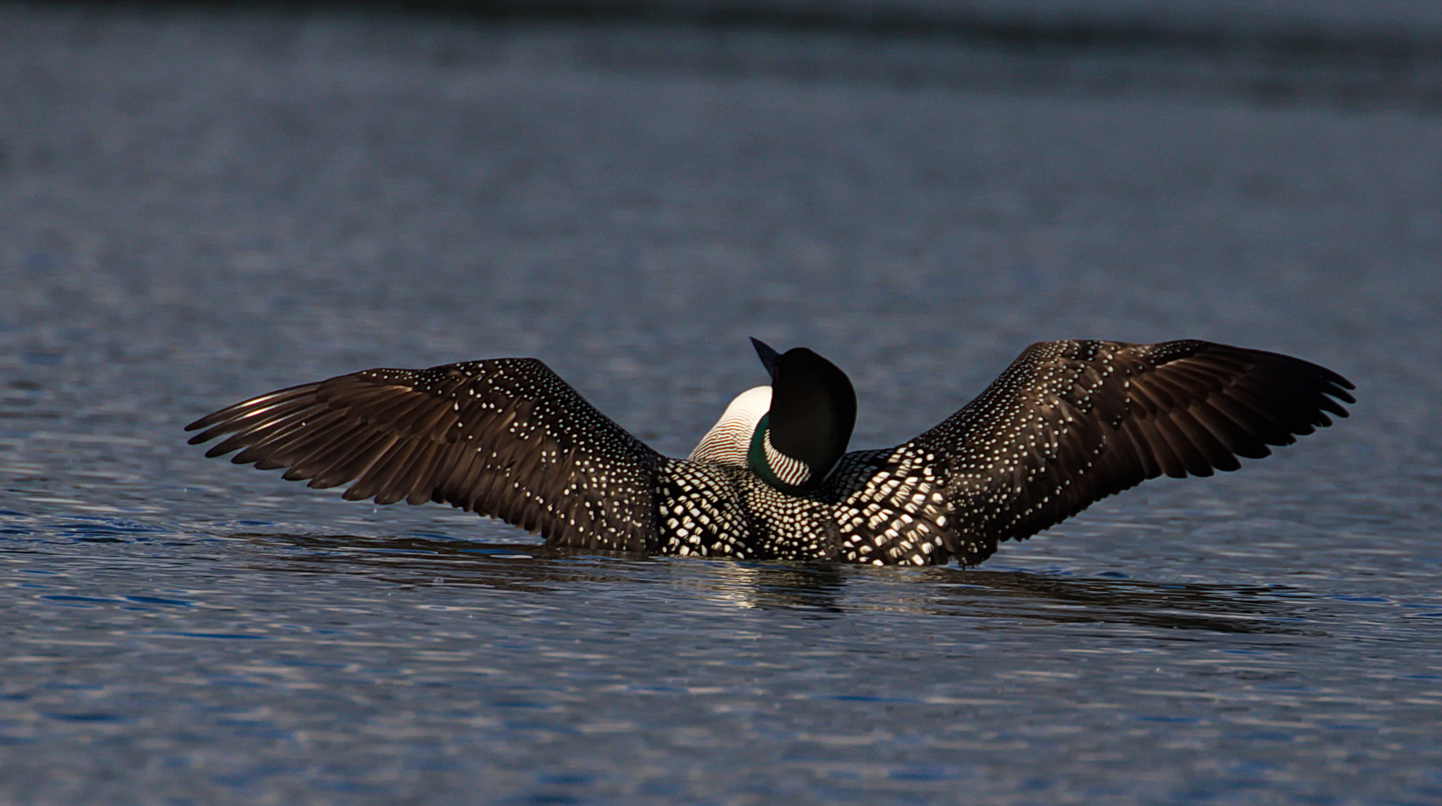 Canon EOS 7D Mark II sample photo. Loon dance photography