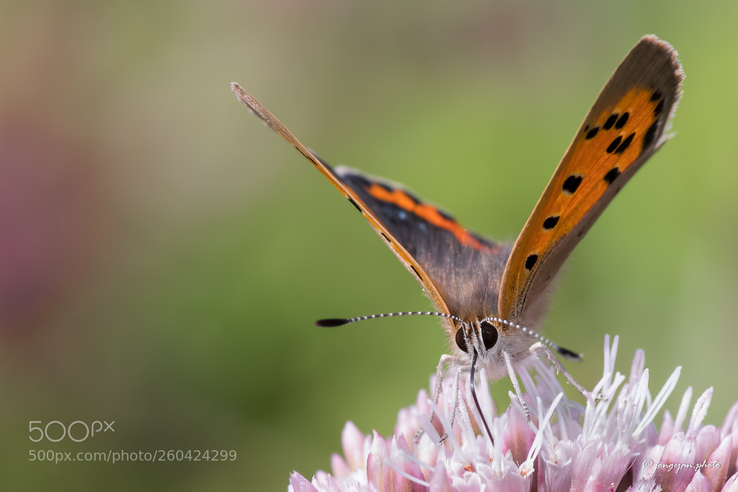 Pentax K-S2 sample photo. Small copper photography