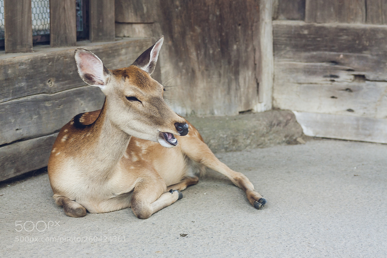 Canon EOS 450D (EOS Rebel XSi / EOS Kiss X2) sample photo. Deer at nara photography