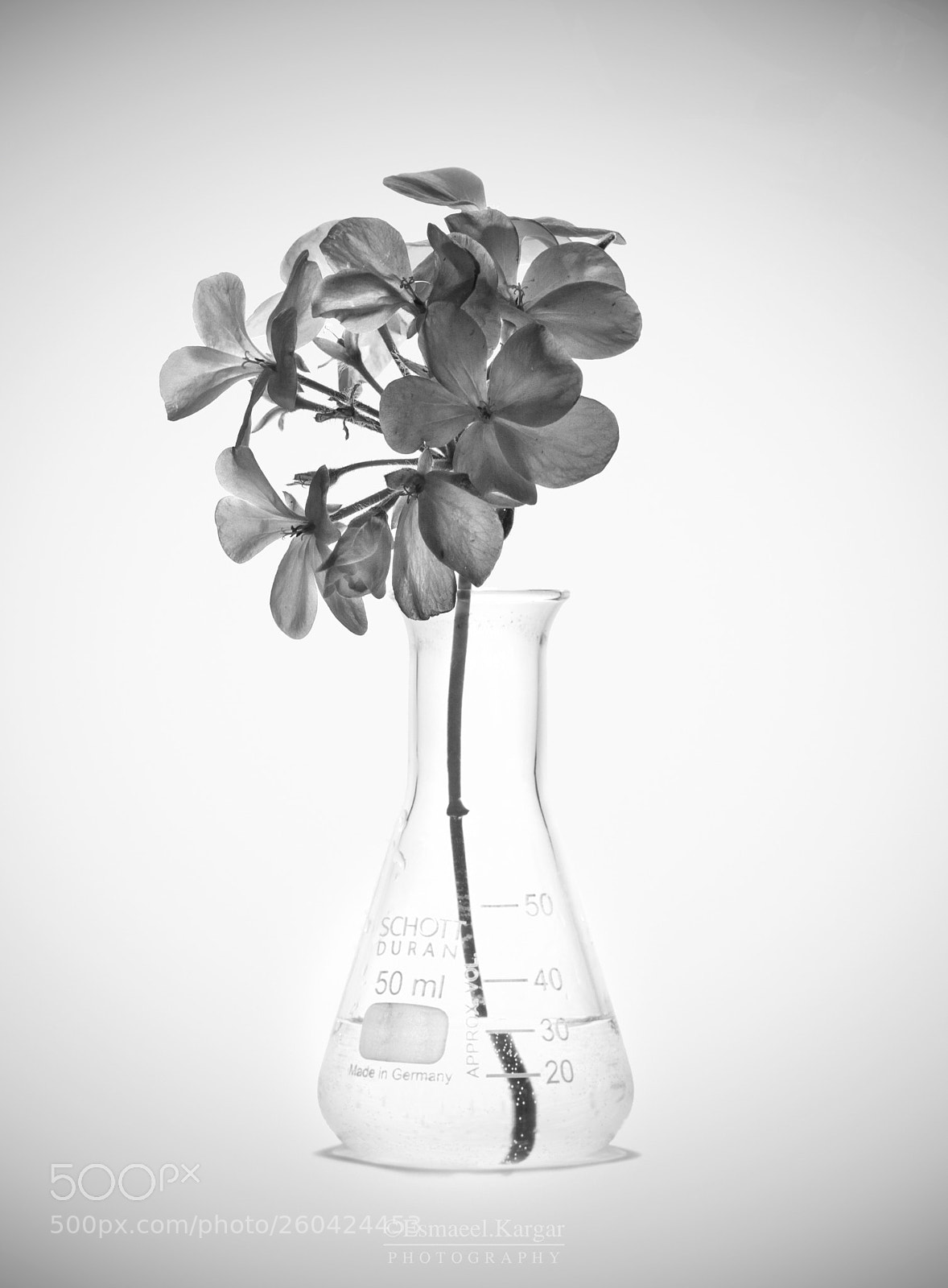 Nikon D3200 sample photo. Flowlab photography
