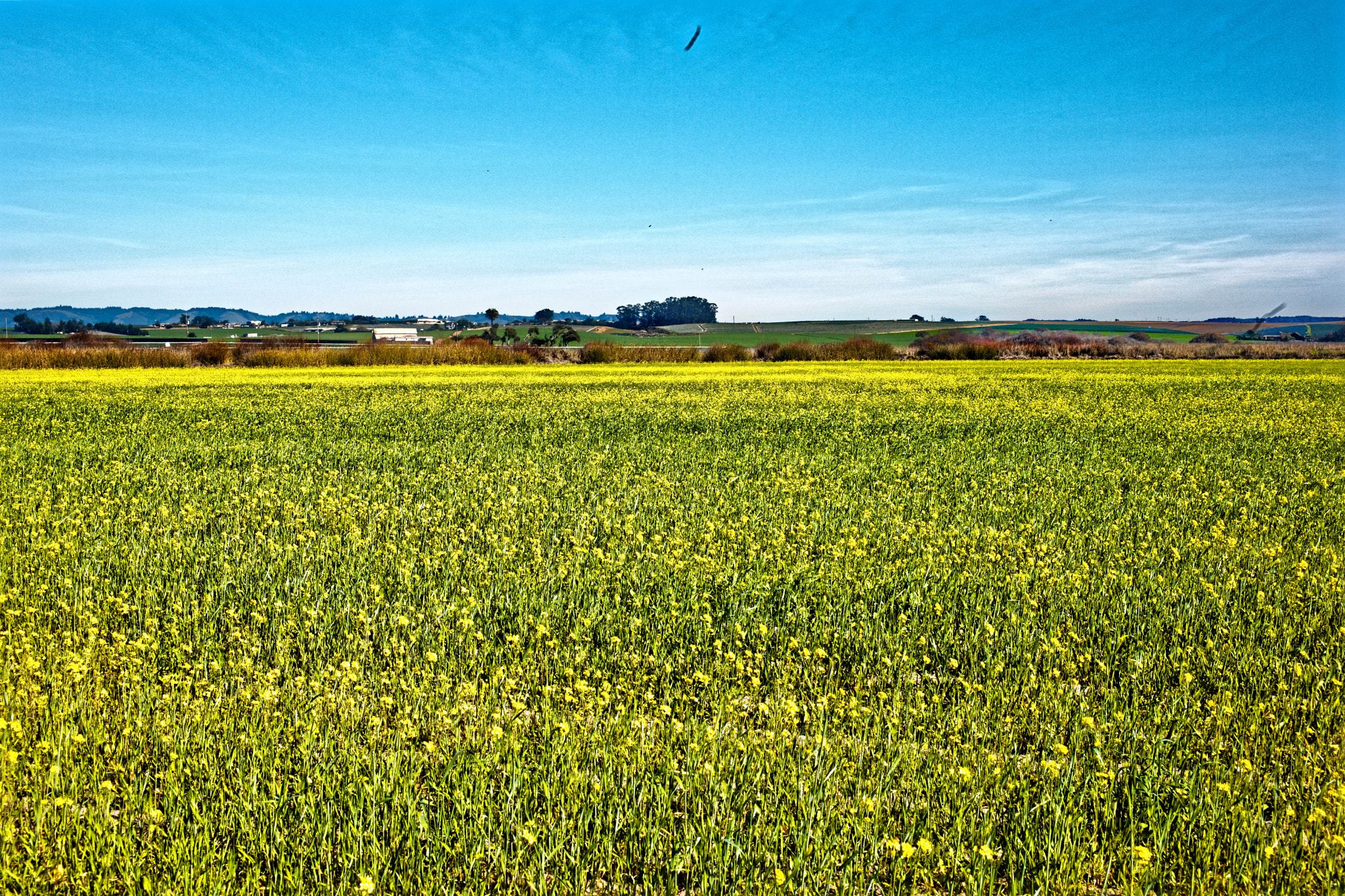 Leica M (Typ 240) sample photo. Monterey mustard photography