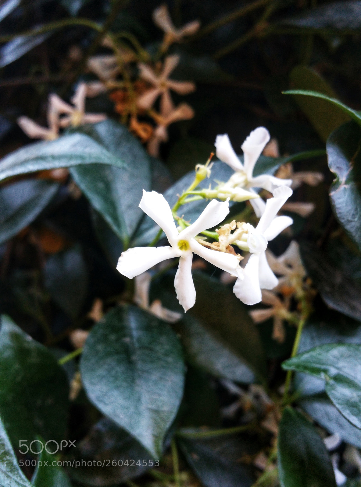 Samsung Galaxy Note4 sample photo. Found this little guy photography