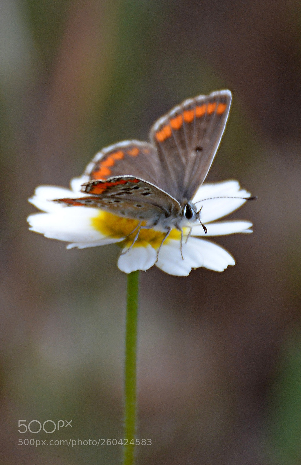 Nikon D7100 sample photo. Butterfly photography