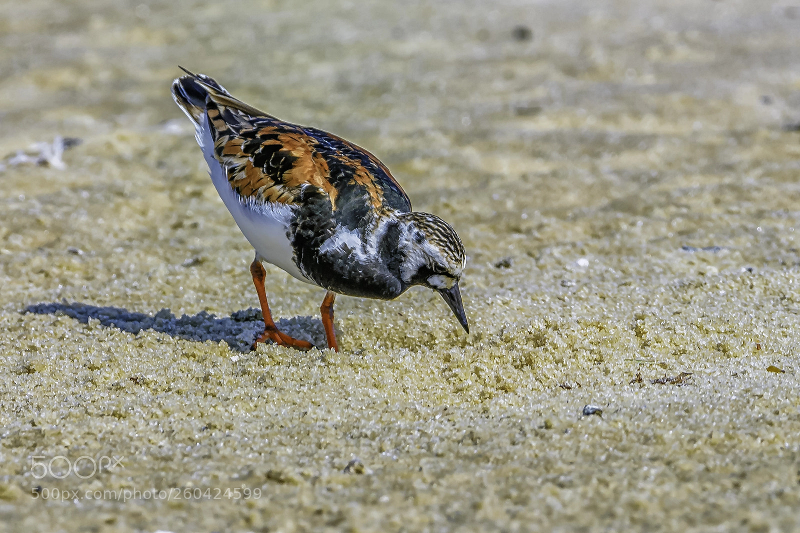 Nikon D810 sample photo. Ruddy turnstone photography