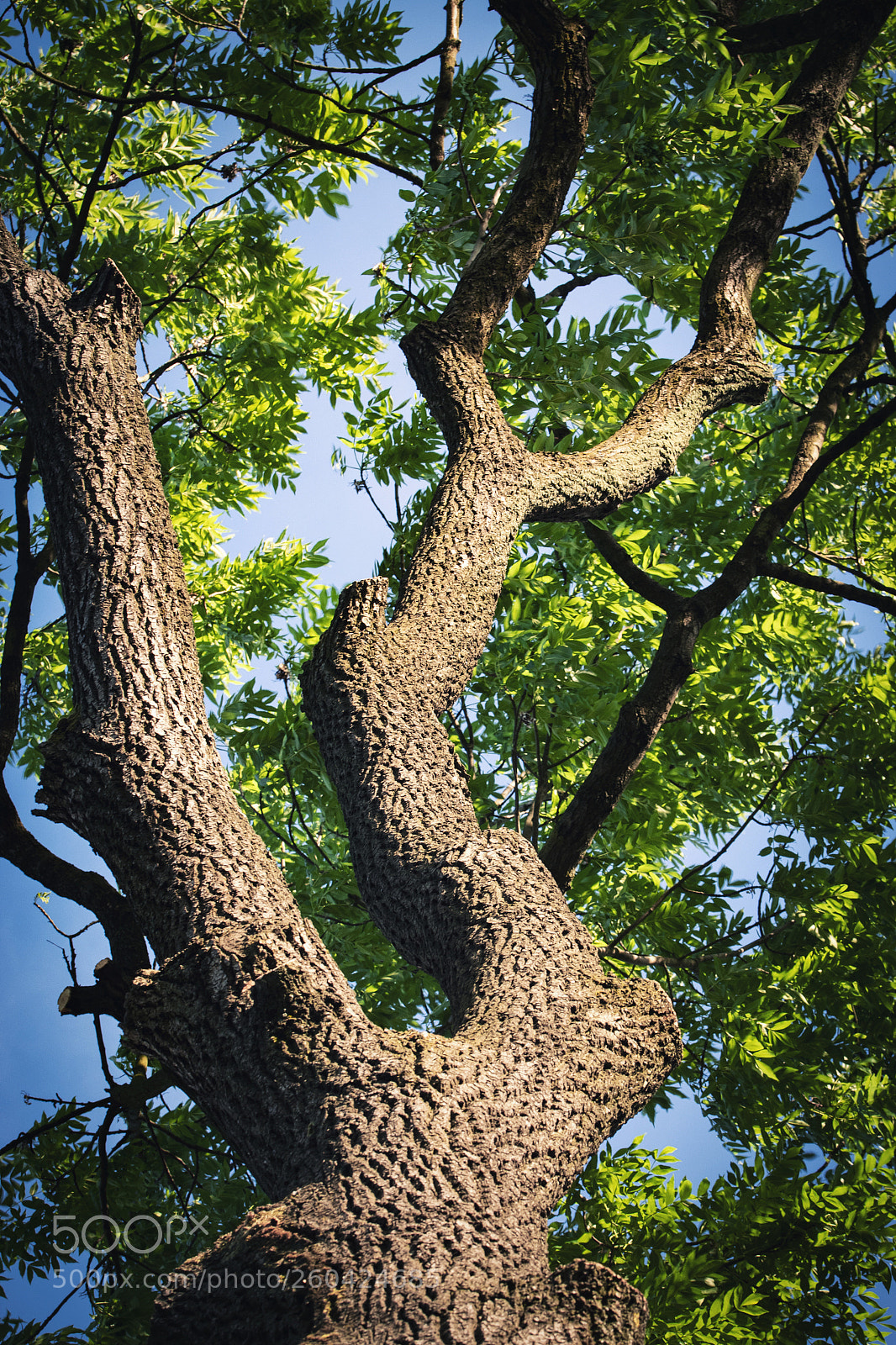 Nikon D5500 sample photo. The tree trunk of photography