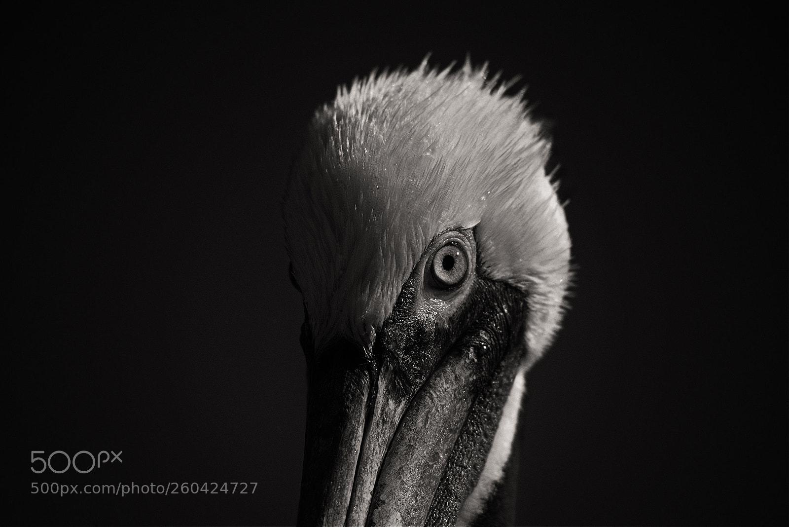 Nikon D810 sample photo. Pelican portrait photography