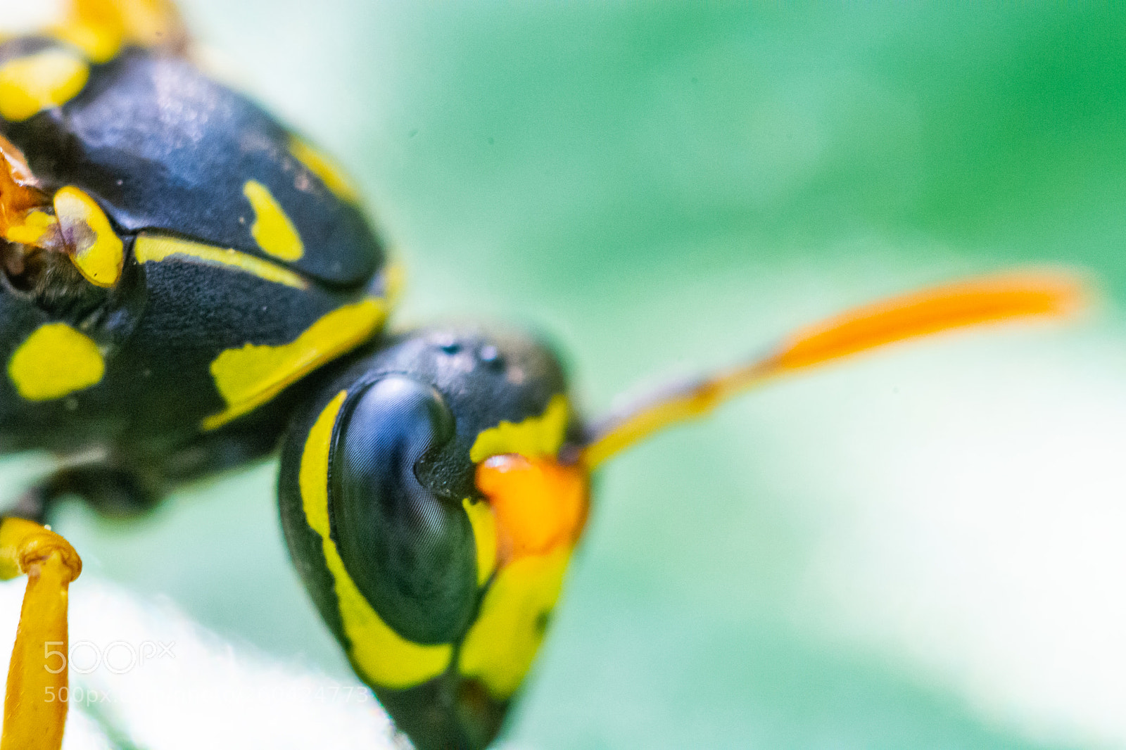Nikon D7100 sample photo. Wasp photography