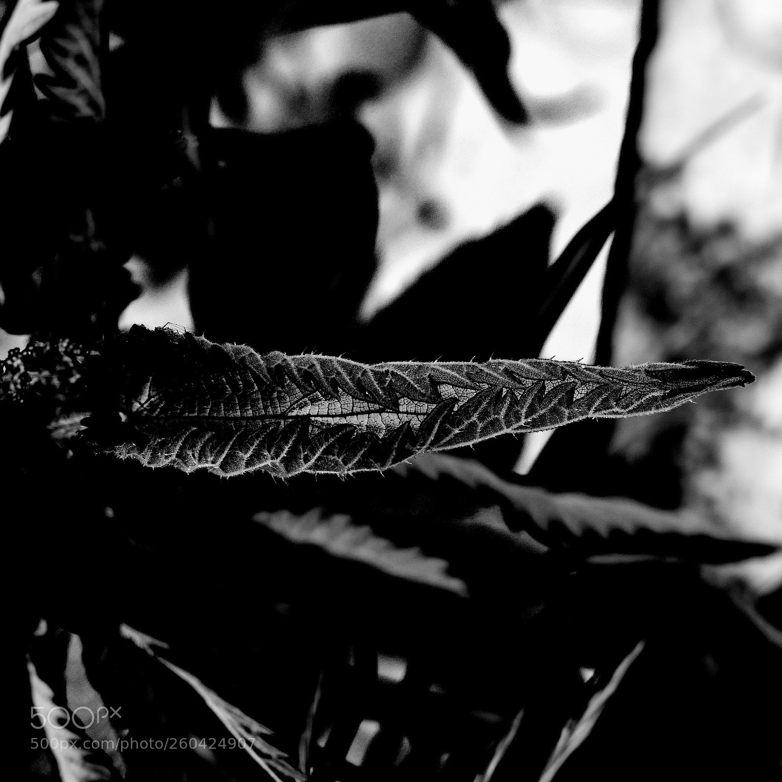 Panasonic Lumix DMC-FZ1000 sample photo. Human shadow shapes photography