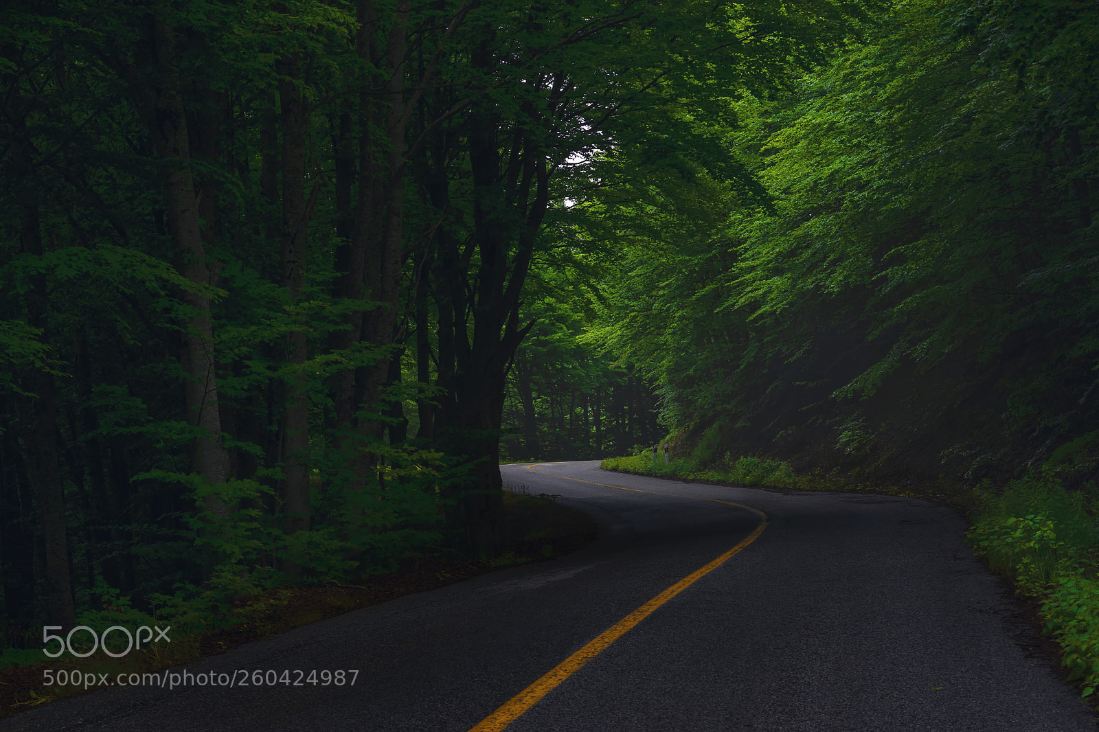 Nikon D7200 sample photo. Into the green forest photography