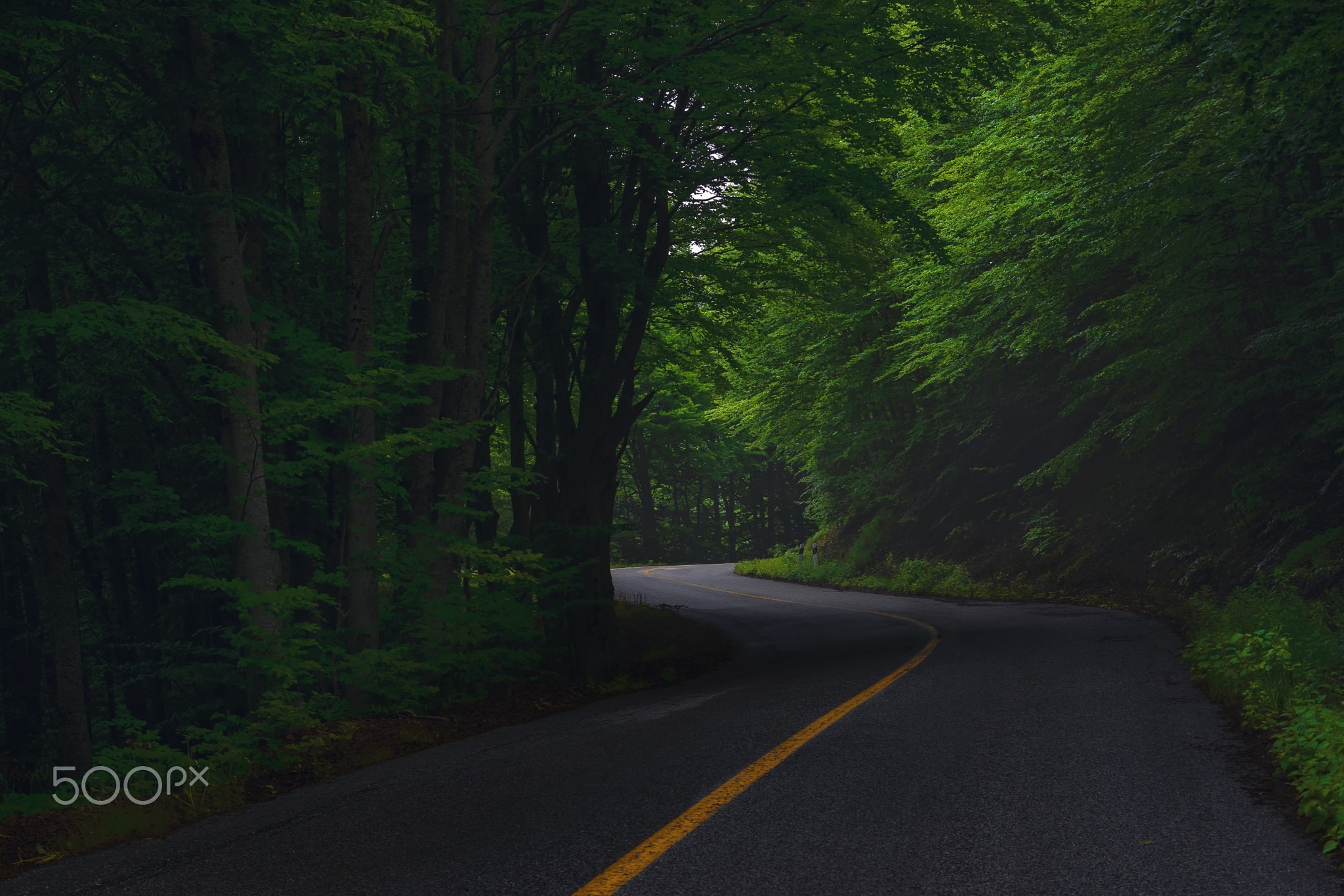Into The Green Forest