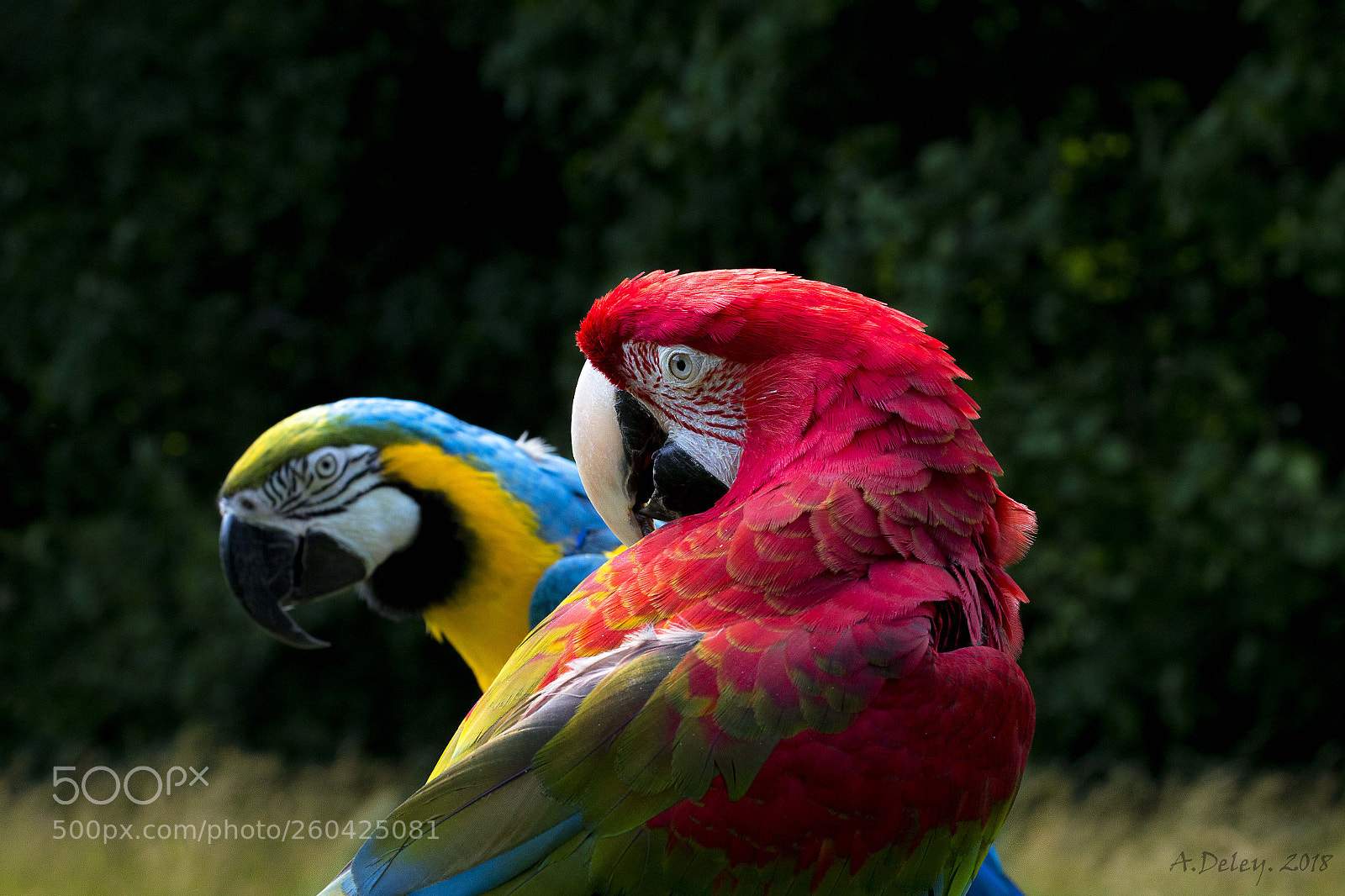 Canon EOS 700D (EOS Rebel T5i / EOS Kiss X7i) sample photo. Both our macaws photography