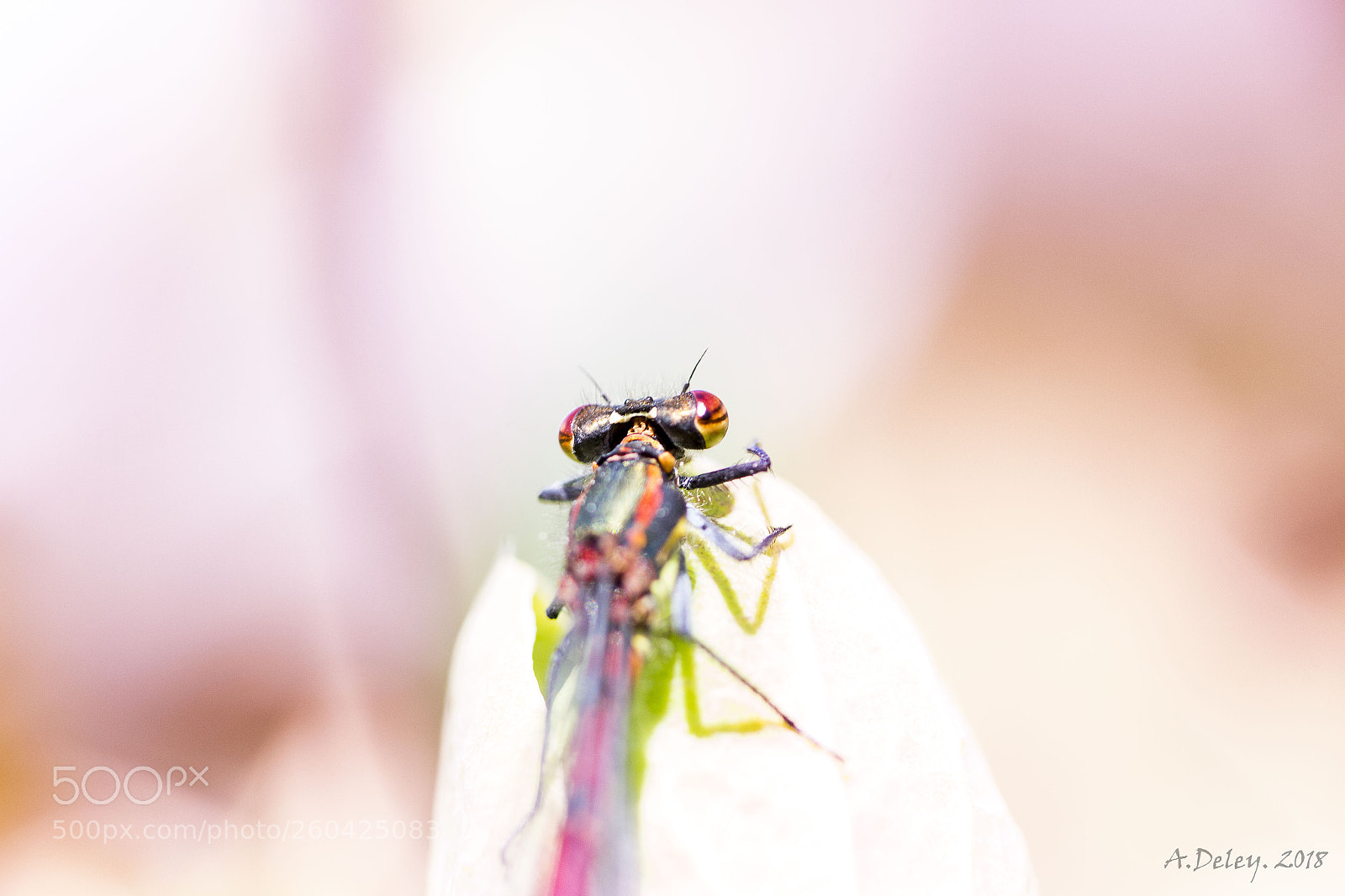 Canon EOS 700D (EOS Rebel T5i / EOS Kiss X7i) sample photo. Large red damselfly photography