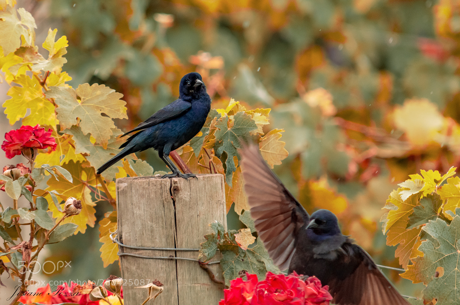 Nikon D3200 sample photo. Birds photography