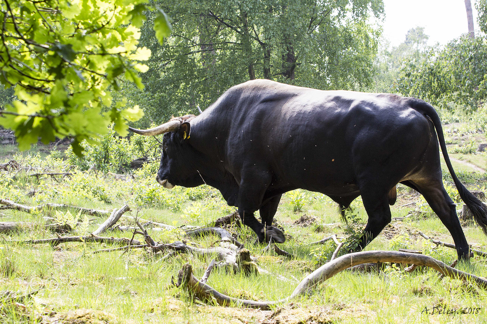 Canon EOS 700D (EOS Rebel T5i / EOS Kiss X7i) sample photo. Aurochs bull photography