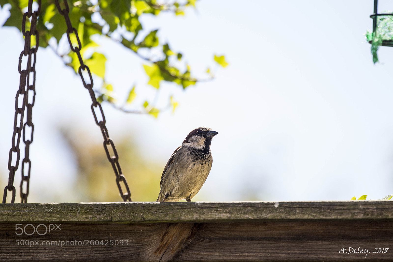Canon EOS 700D (EOS Rebel T5i / EOS Kiss X7i) sample photo. Eurasian tree sparrow photography