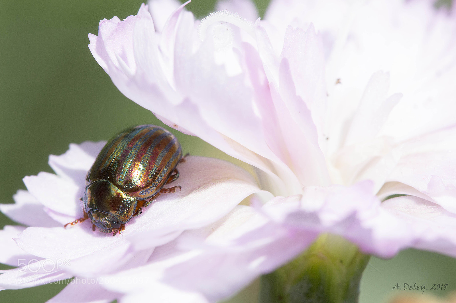 Canon EOS 700D (EOS Rebel T5i / EOS Kiss X7i) sample photo. Rosemary beetle photography