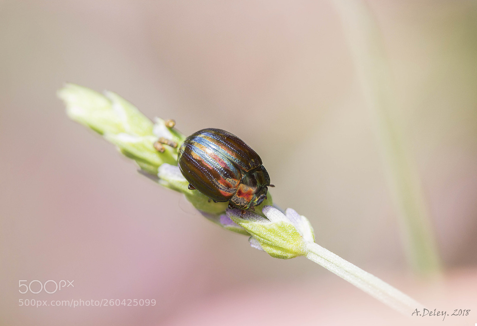 Canon EOS 700D (EOS Rebel T5i / EOS Kiss X7i) sample photo. Rosemary beetle on lavender photography