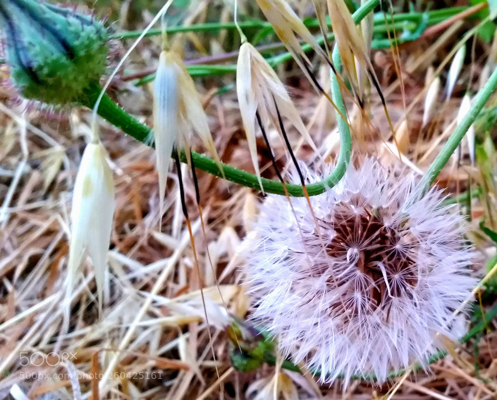 Samsung Galaxy S5 sample photo. 2018-06-01 22.36.13.jpg photography
