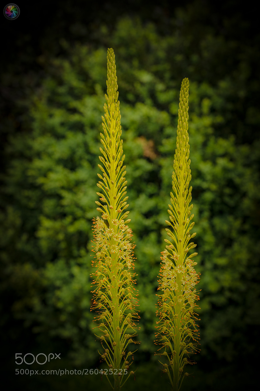 Sony a99 II sample photo. Botanischen gartens st.gallen photography