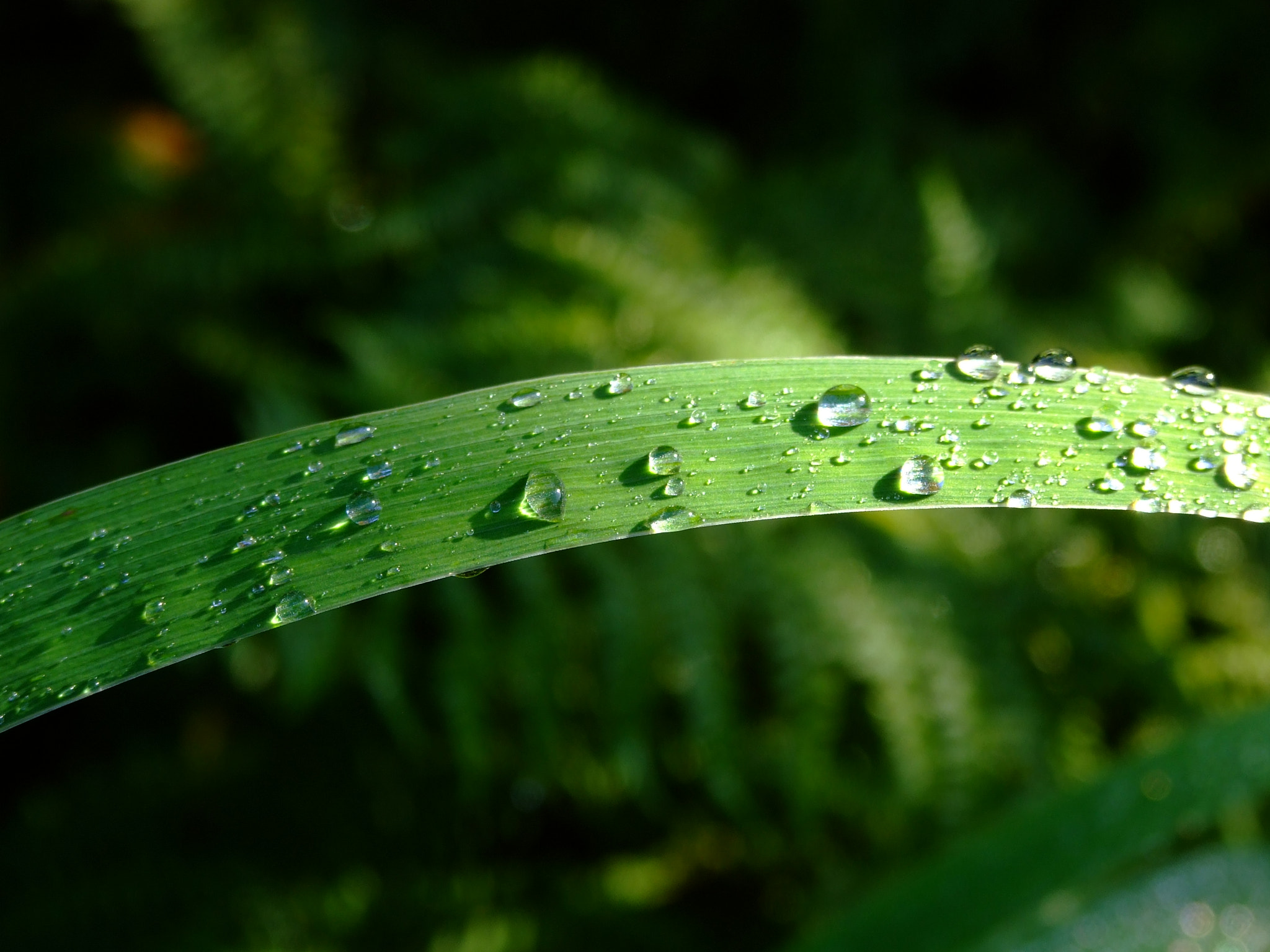 Fujifilm FinePix S6500fd sample photo. Droplets in the sun photography