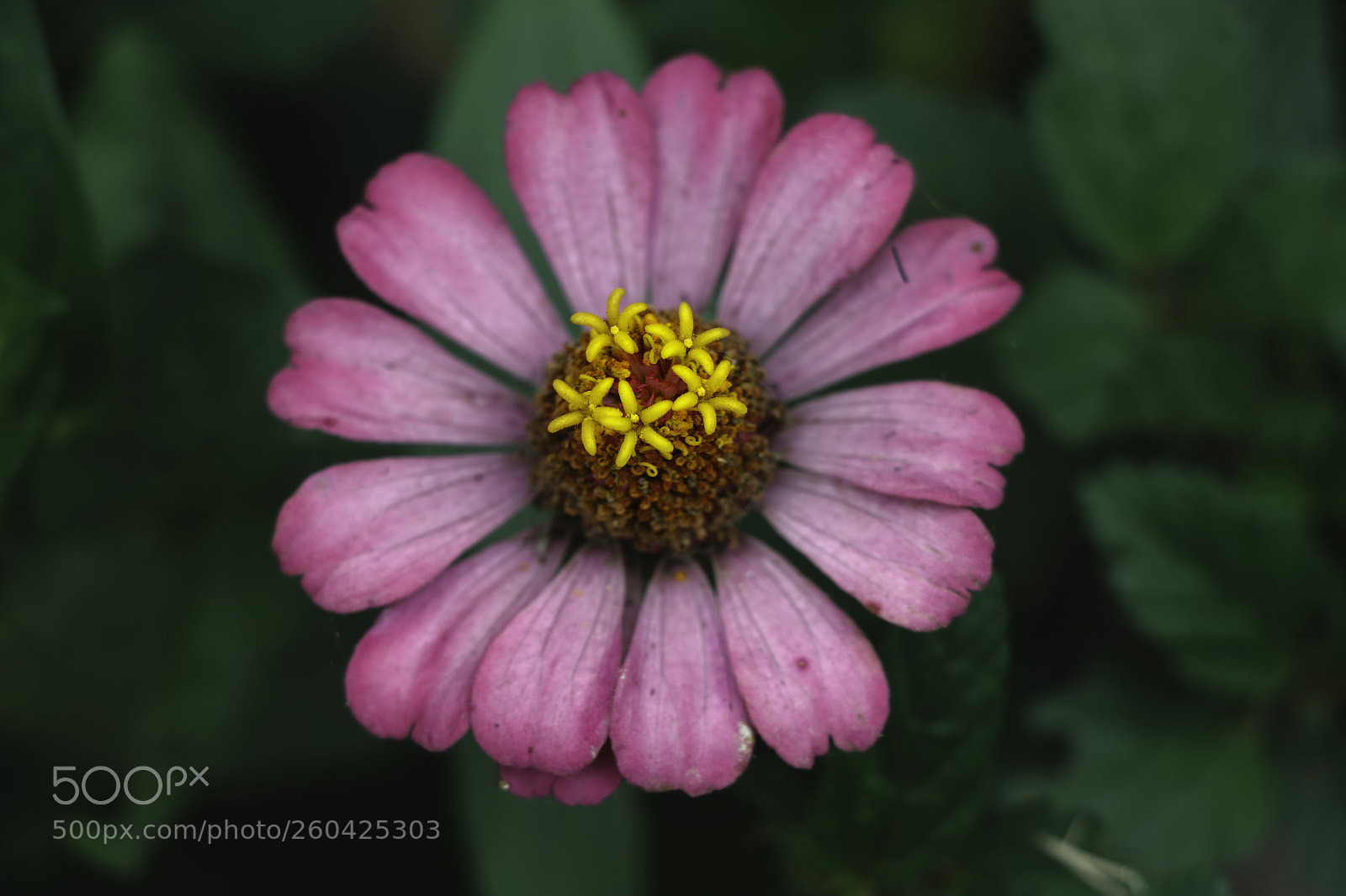 Canon EOS 80D sample photo. Cosmos photography