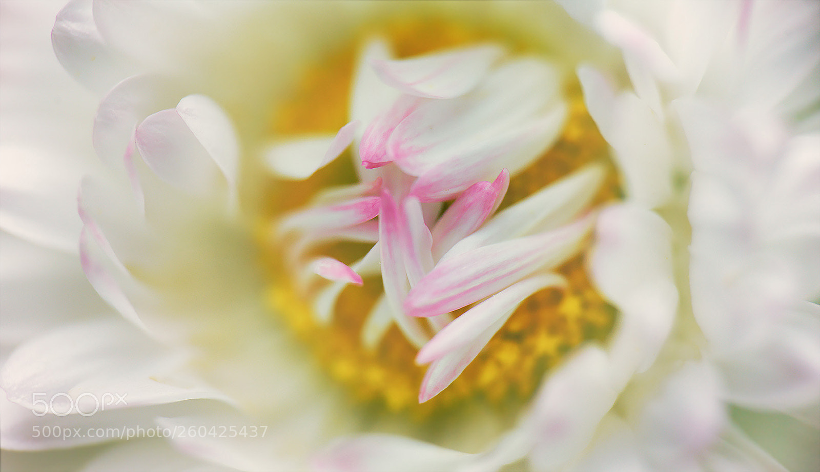 Sony a7R II sample photo. Ein nest voller d photography