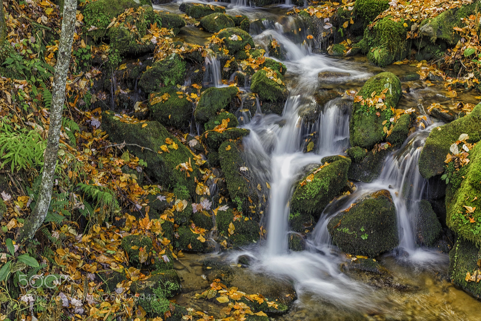 Nikon D810 sample photo. Smoky mountains rapids photography