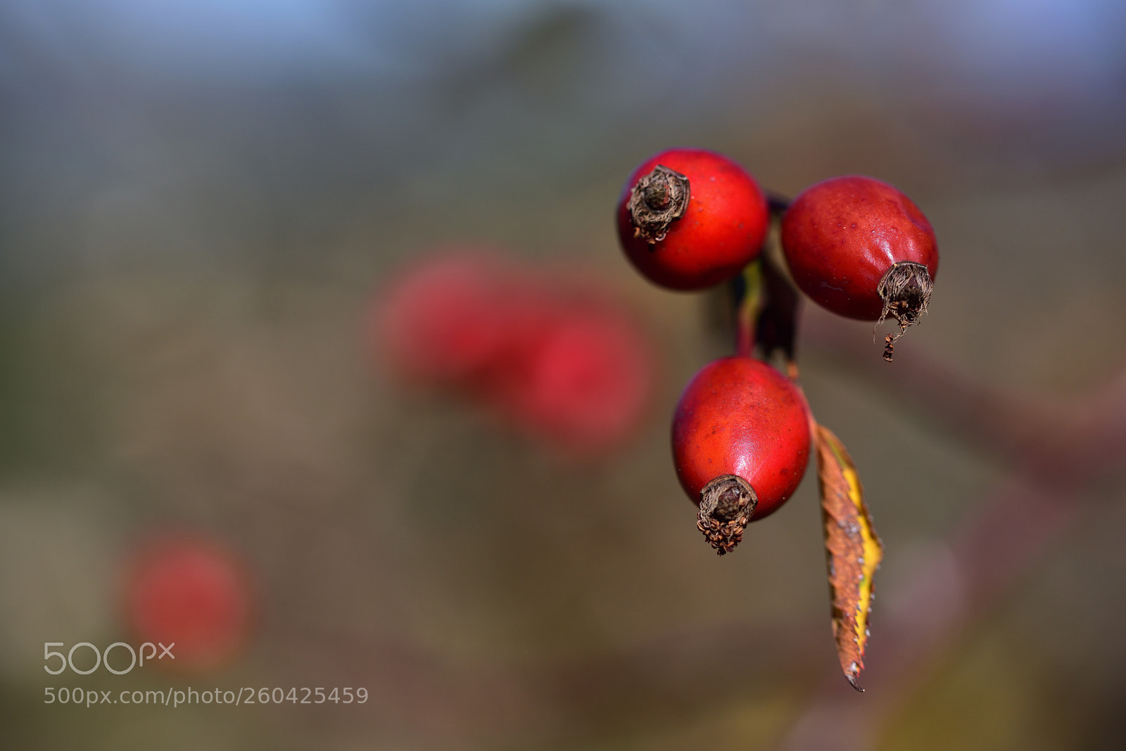 Nikon D810 sample photo. Untitled photography