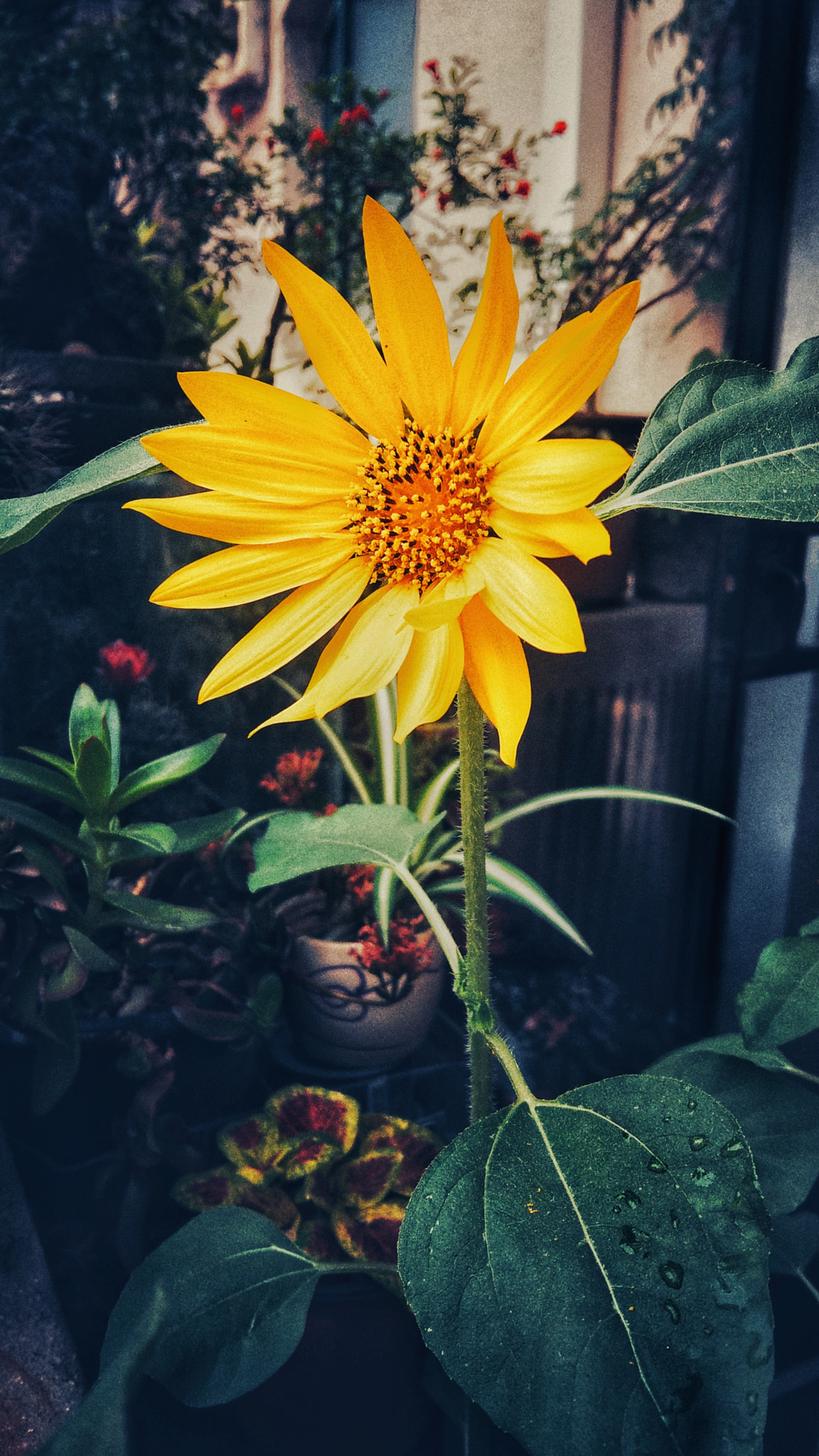 HTC U11 sample photo