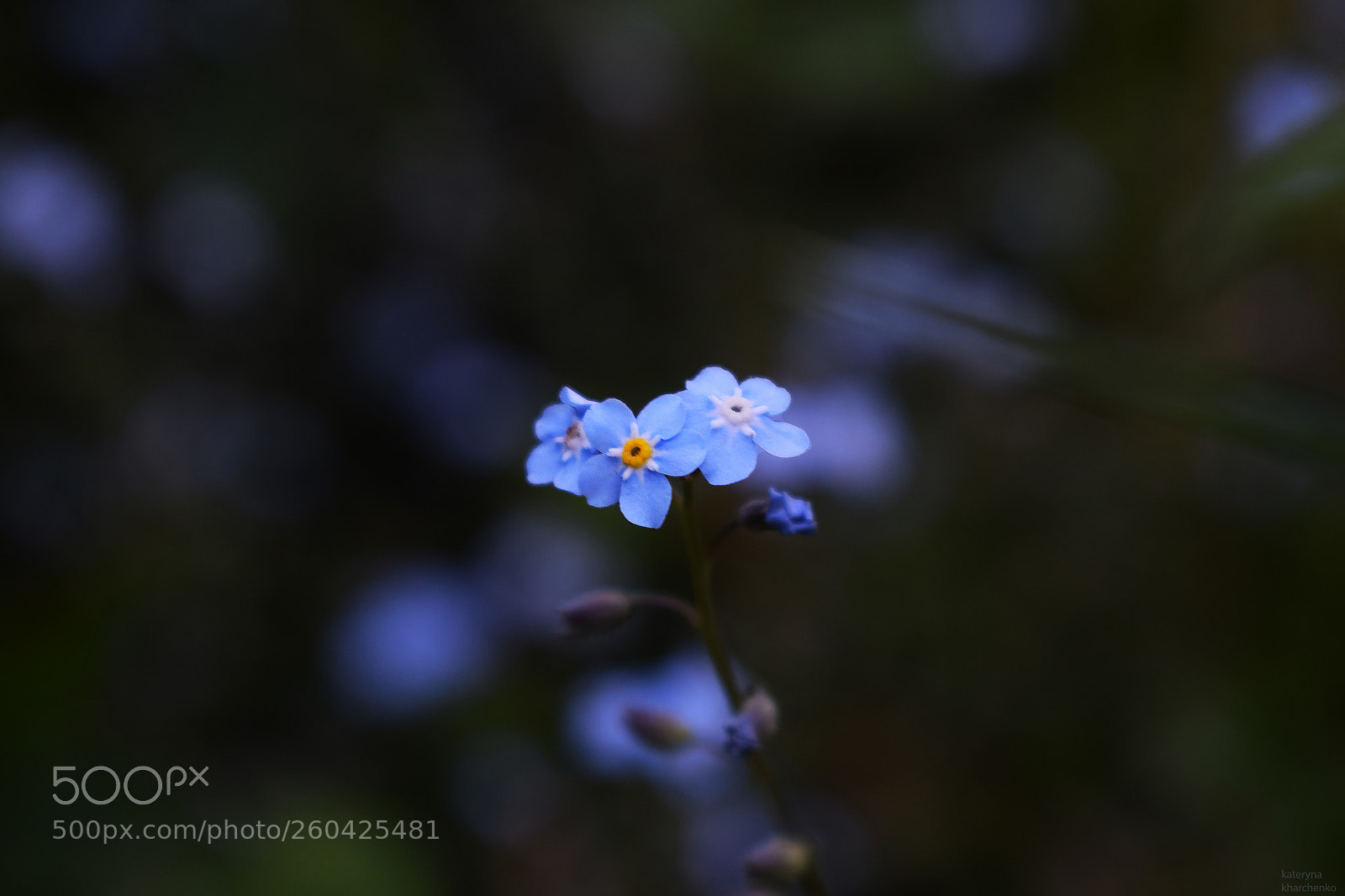 Nikon D5300 sample photo. Forget-me-not photography