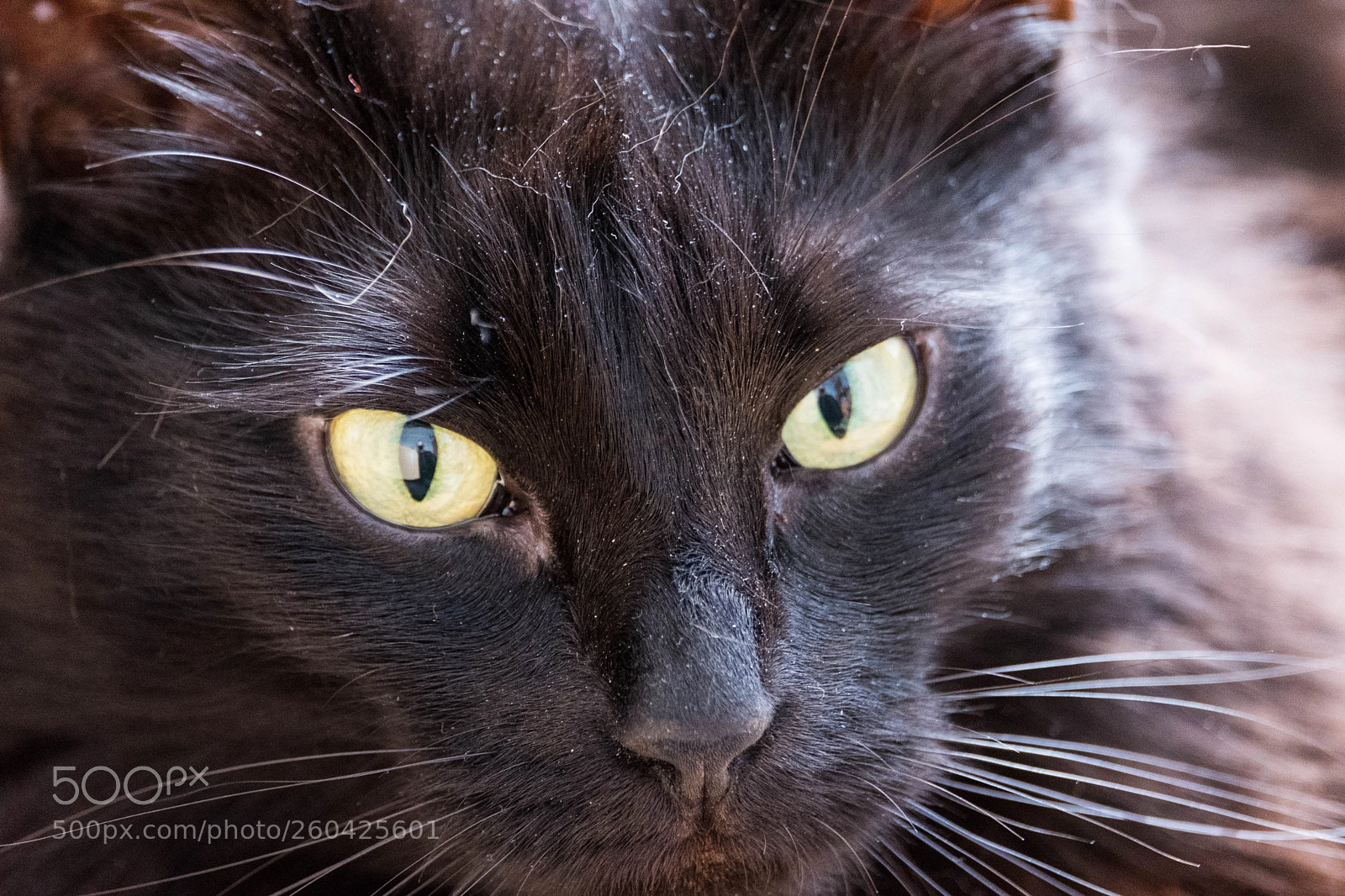 Fujifilm X-H1 sample photo. Vasya cat photography