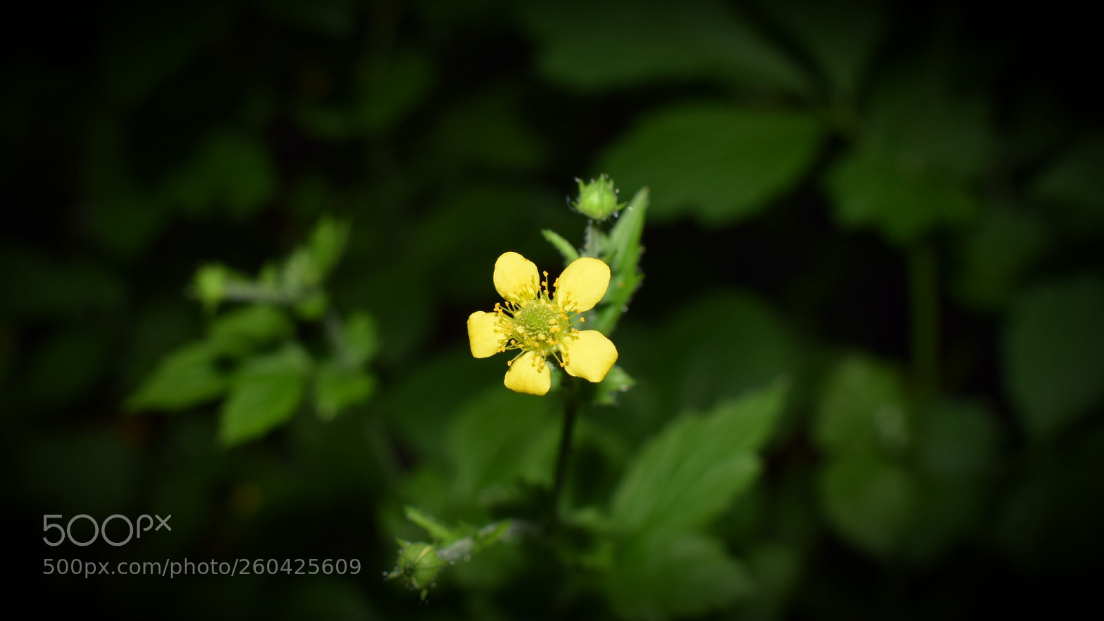 Nikon D5300 sample photo. ?? photography
