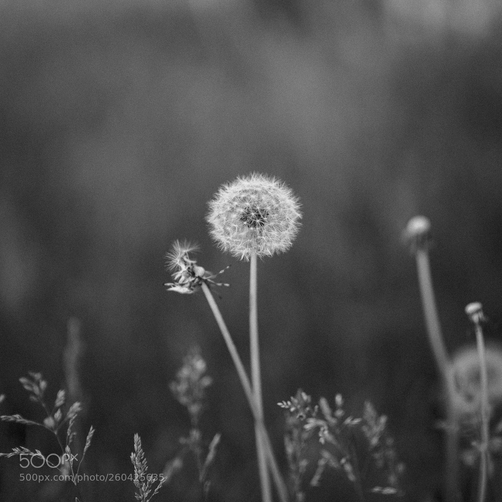Nikon D610 sample photo. Dandelion photography
