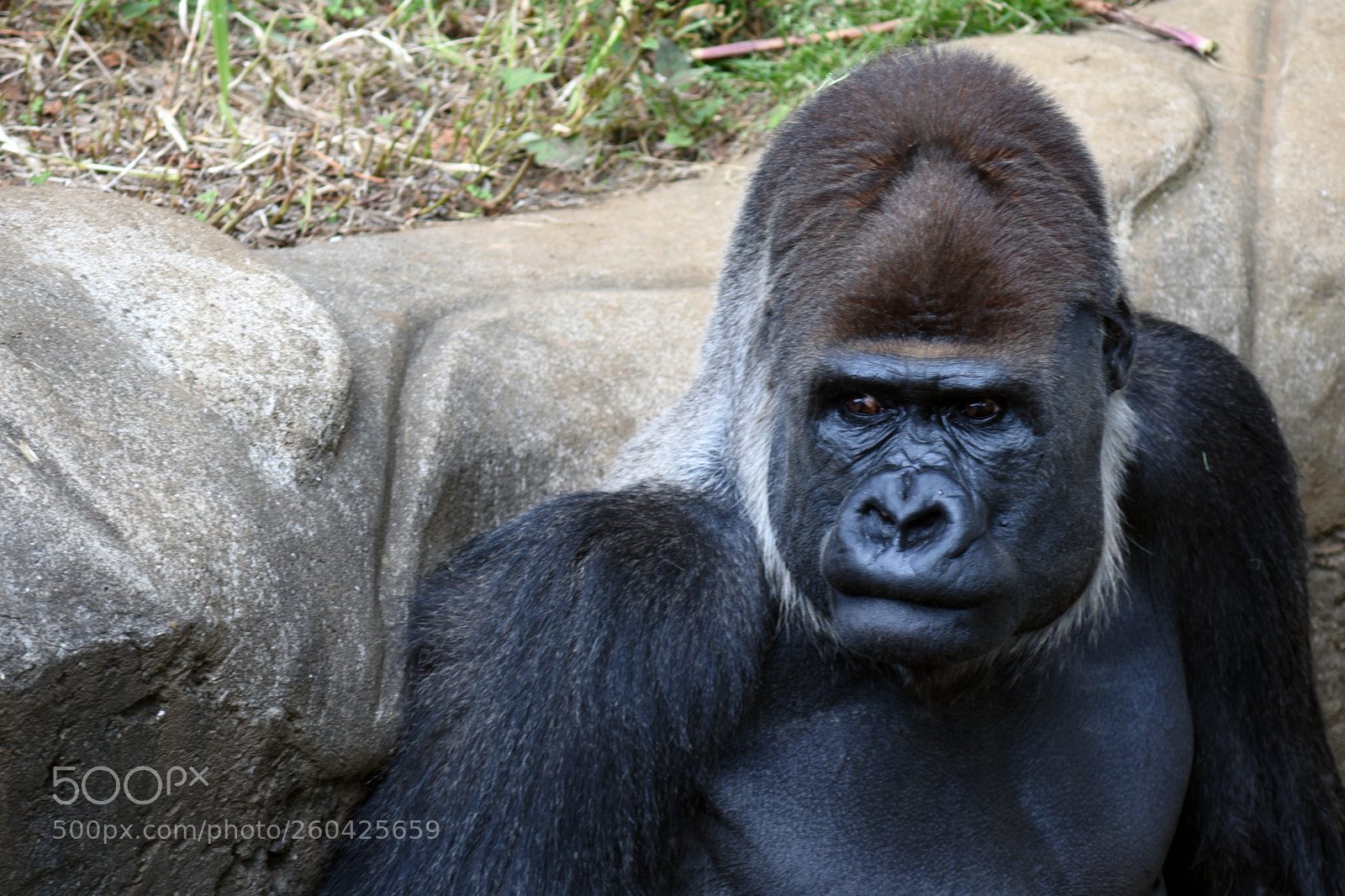 Nikon D750 sample photo. Gorilla2 photography
