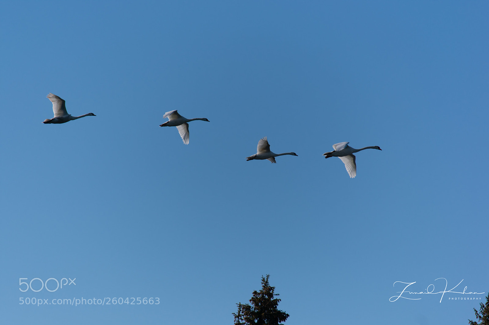 Nikon D3400 sample photo. Swans in flight photography