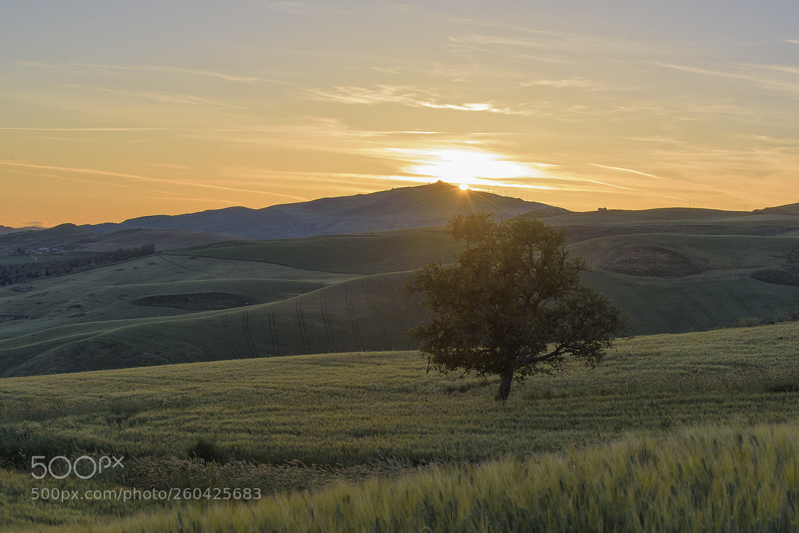 Nikon D750 sample photo. Trees of sicily #1 photography