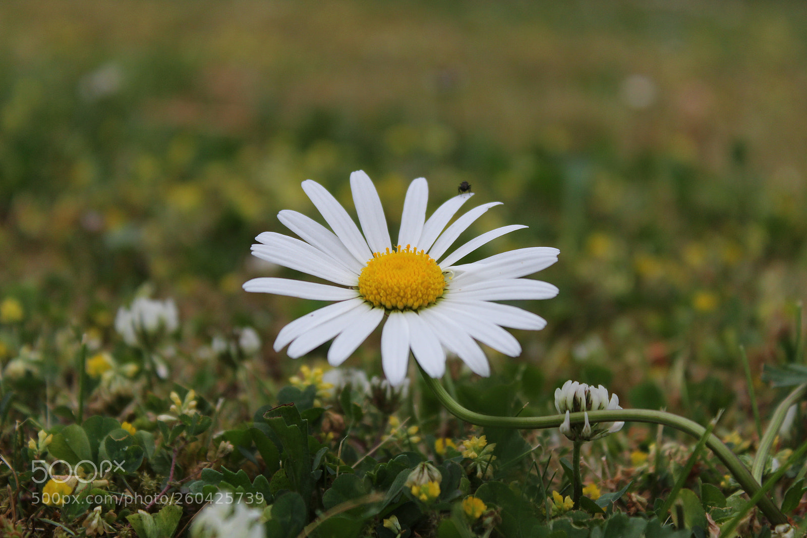 Canon EOS 1300D (EOS Rebel T6 / EOS Kiss X80) sample photo. Untitled photography