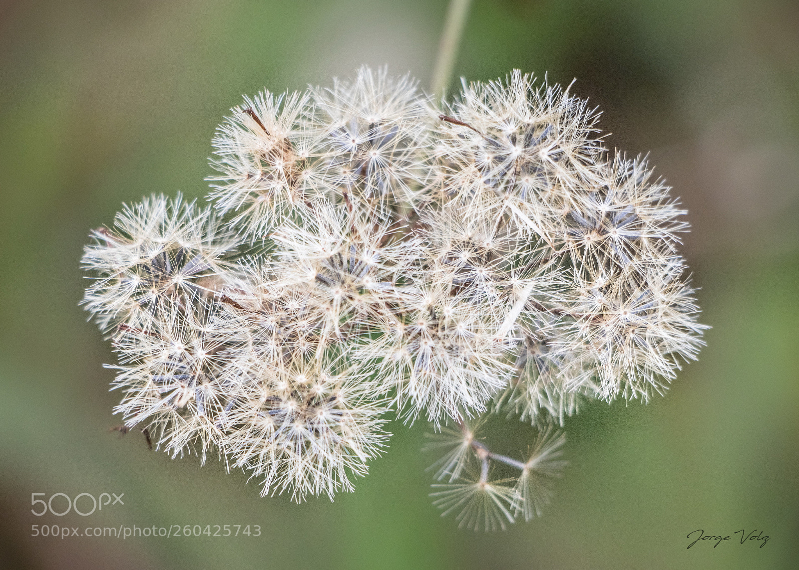 Canon EOS 80D sample photo. Pompons photography