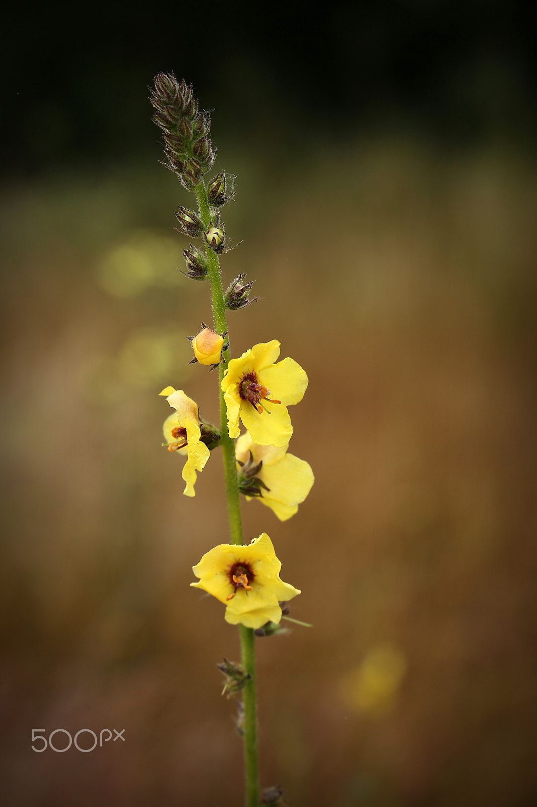 Canon EOS 6D + Canon EF 24-105mm F3.5-5.6 IS STM sample photo. Nature photography