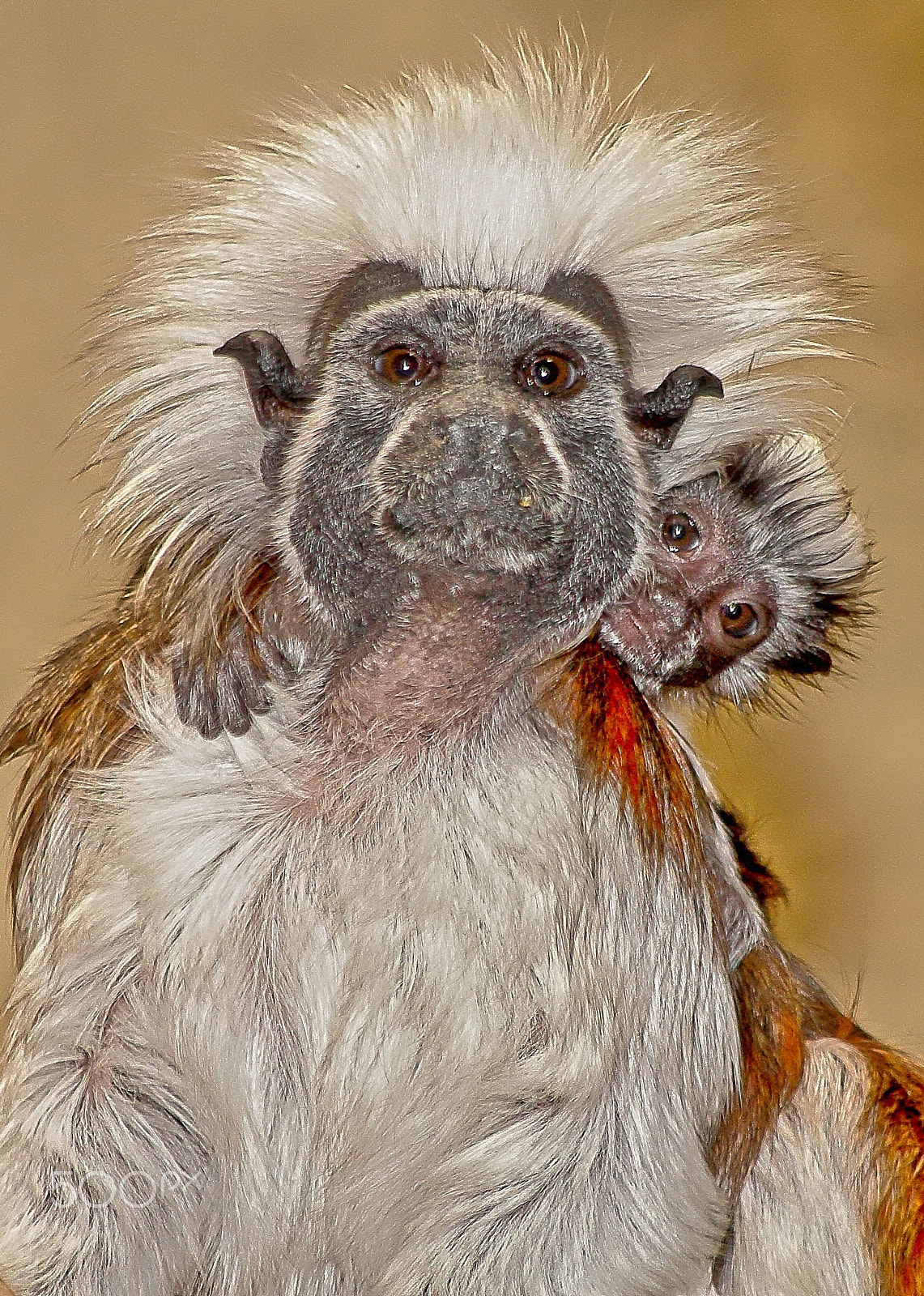 Canon EF 70-300mm F4-5.6 IS USM sample photo. Affen photography