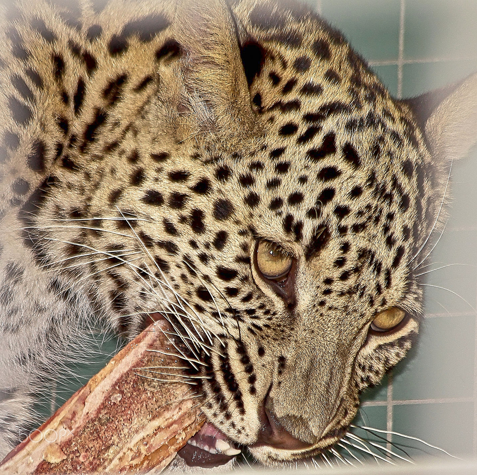 Canon EF 70-300mm F4-5.6 IS USM sample photo. Leopard photography