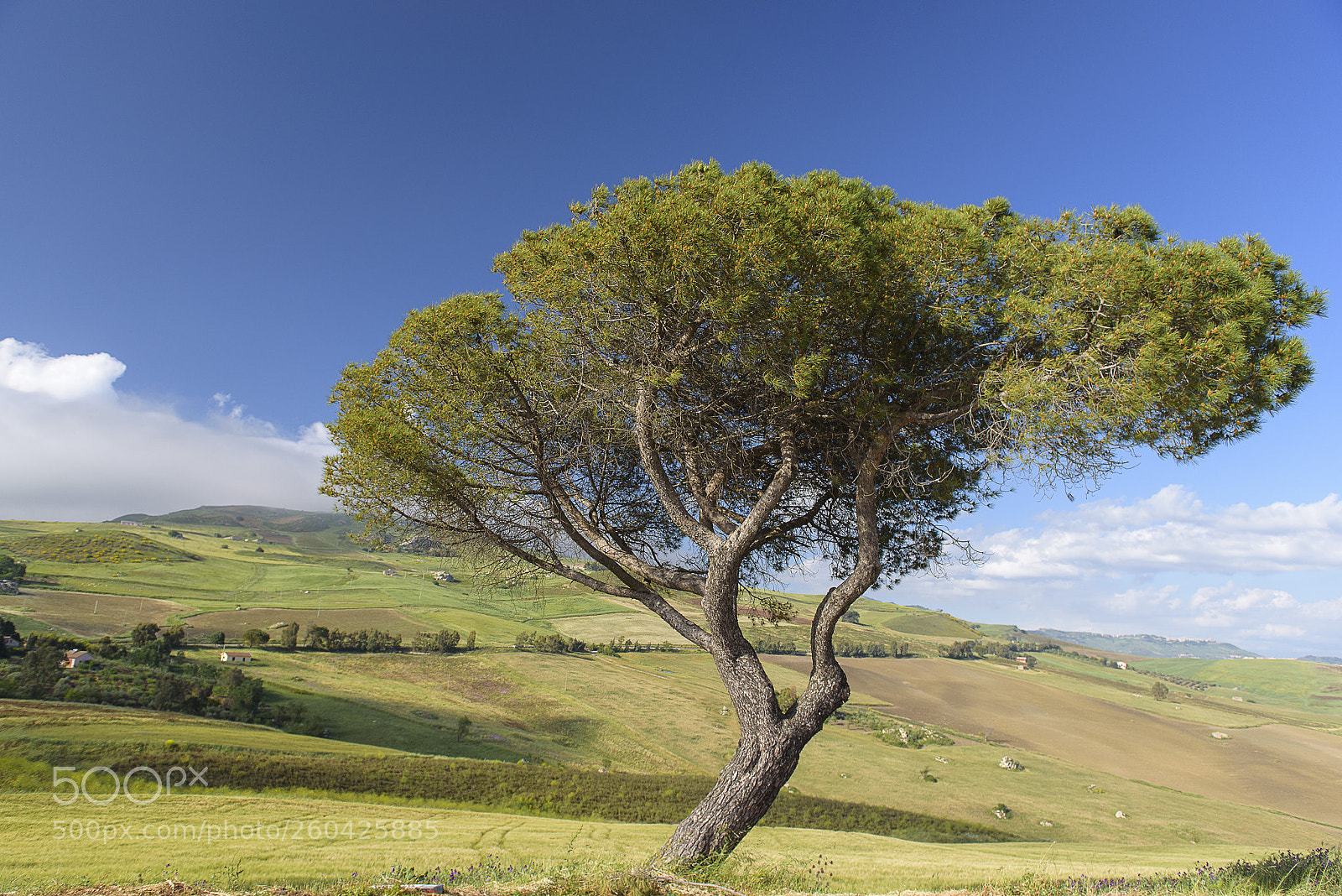 Nikon D750 sample photo. Trees of sicily #2 photography