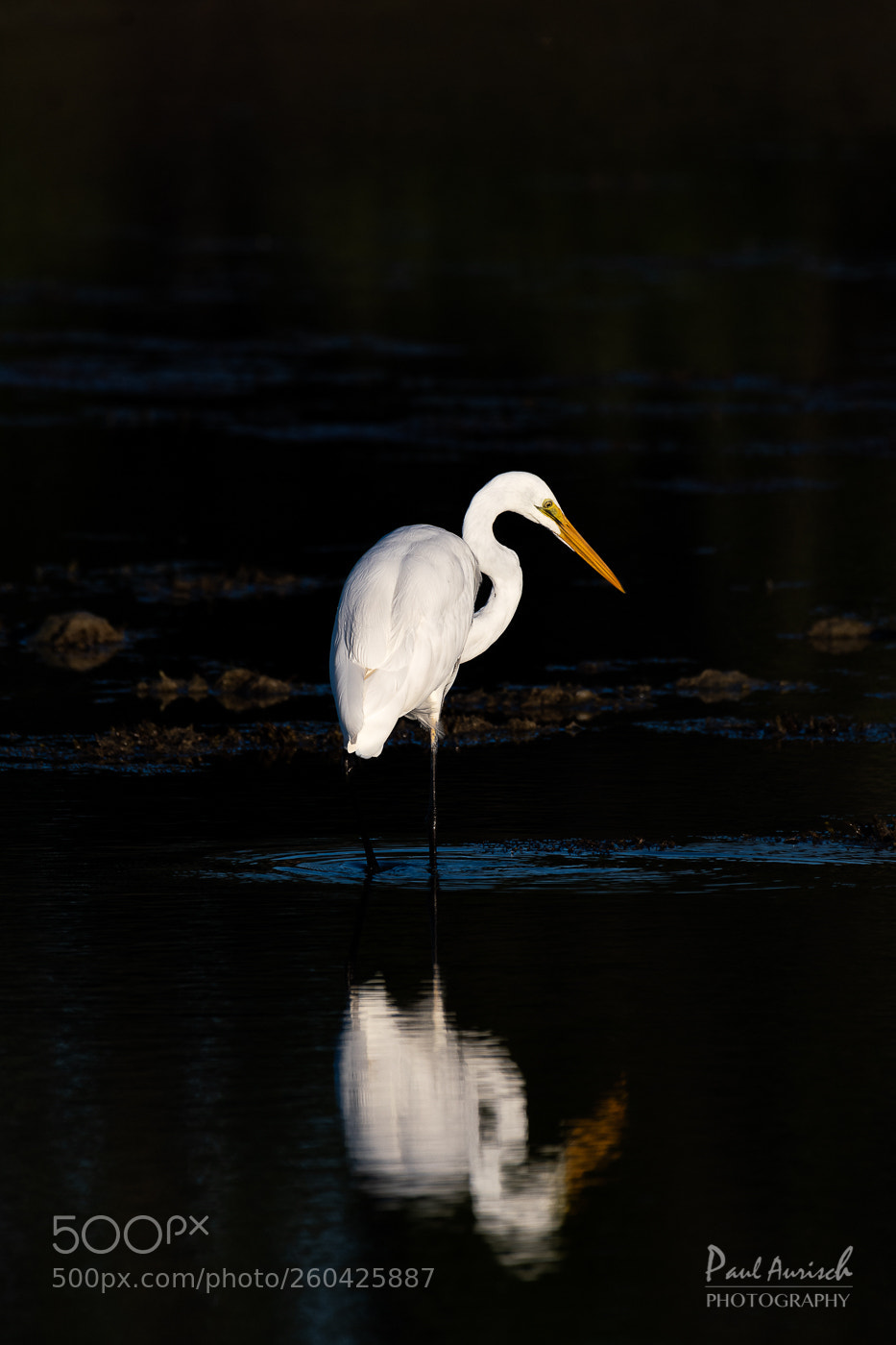 Nikon D500 sample photo. Great egret photography