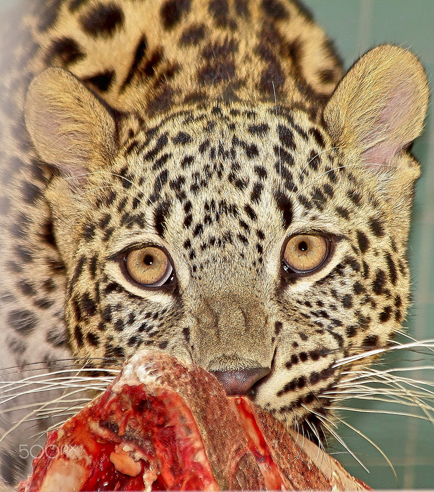 Canon EF 70-300mm F4-5.6 IS USM sample photo. Leopard 2 photography