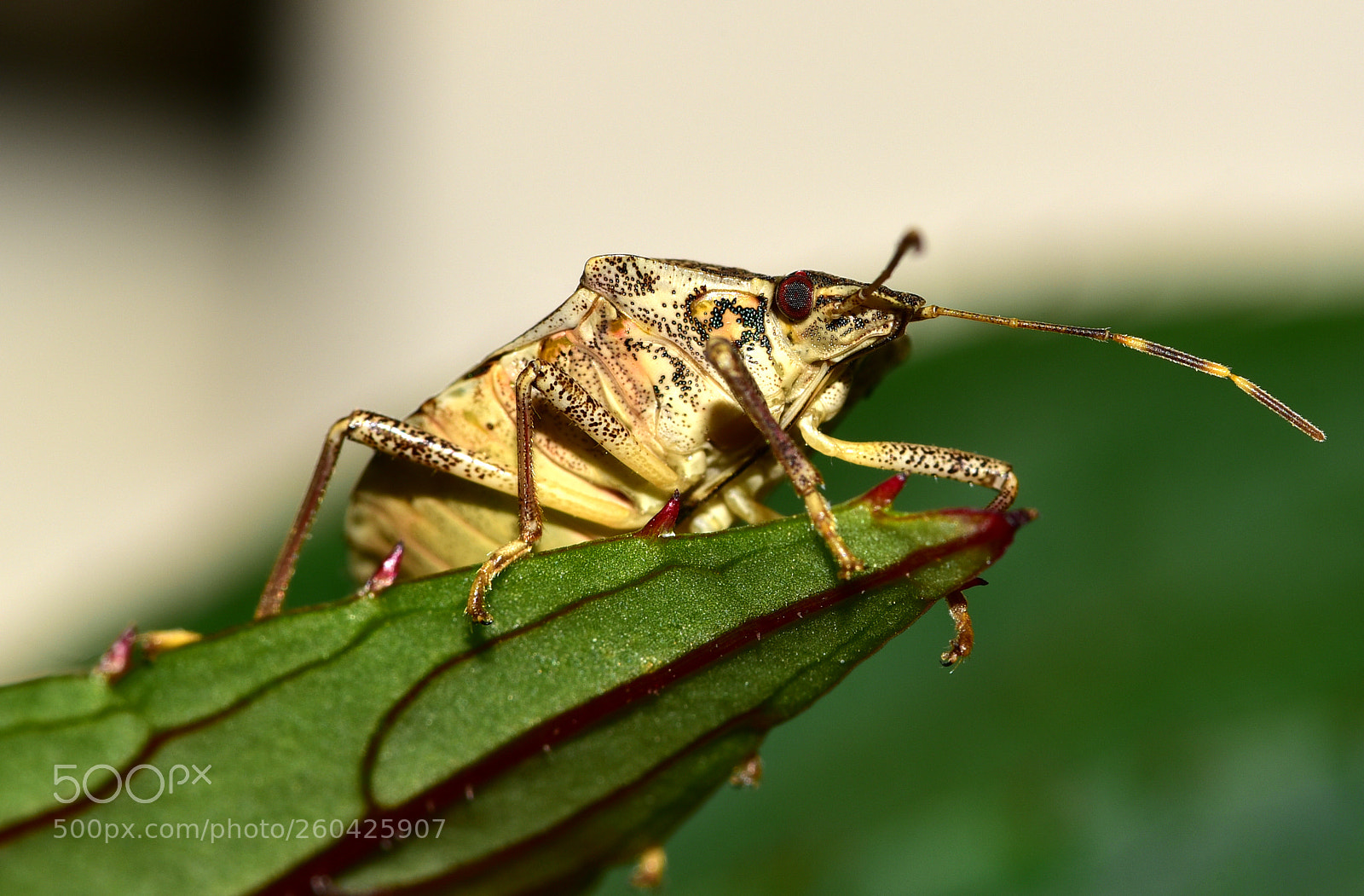 Nikon D750 sample photo. Brown marmorated stink bug photography