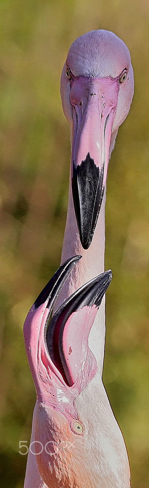 Canon EF 70-300mm F4-5.6 IS USM sample photo. Flamingos photography